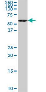 MEF2A Antibody in Western Blot (WB)