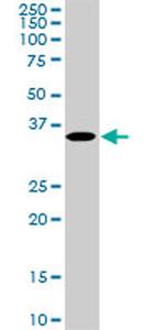 MEOX2 Antibody in Western Blot (WB)