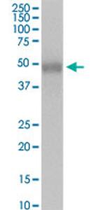 MFGE8 Antibody in Western Blot (WB)