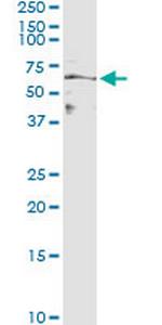 MFGE8 Antibody in Immunoprecipitation (IP)