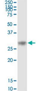 KITLG Antibody in Western Blot (WB)