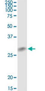 KITLG Antibody in Western Blot (WB)