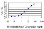 MMP3 Antibody in ELISA (ELISA)