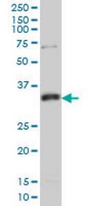 MPG Antibody in Western Blot (WB)