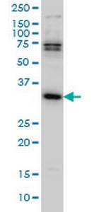 MPG Antibody in Western Blot (WB)