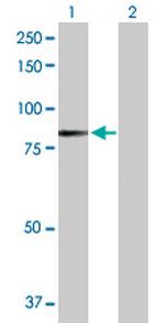 MPL Antibody in Western Blot (WB)