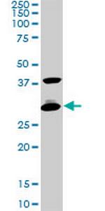 CITED1 Antibody in Western Blot (WB)