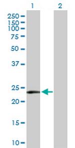 MSRA Antibody in Western Blot (WB)