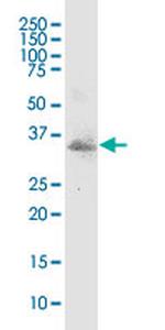 MSX1 Antibody in Western Blot (WB)