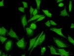 MTAP Antibody in Immunocytochemistry (ICC/IF)