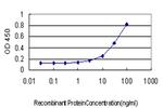 MUTYH Antibody in ELISA (ELISA)