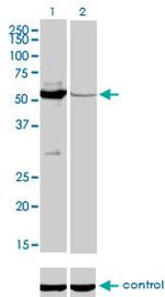 MUTYH Antibody in Western Blot (WB)