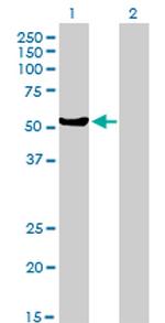 MUTYH Antibody in Western Blot (WB)