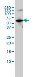 MUTYH Antibody in Western Blot (WB)