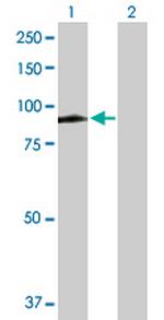 MX1 Antibody in Western Blot (WB)