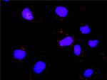 MYBL2 Antibody in Proximity Ligation Assay (PLA) (PLA)