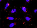 MYBL2 Antibody in Proximity Ligation Assay (PLA) (PLA)