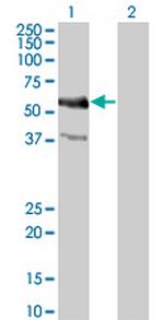 MYC Antibody in Western Blot (WB)