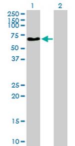 NAGA Antibody in Western Blot (WB)