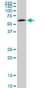 NAP1L1 Antibody in Western Blot (WB)