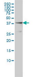 NCK1 Antibody in Western Blot (WB)