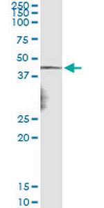 NDN Antibody in Immunoprecipitation (IP)