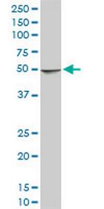 NDUFA9 Antibody in Western Blot (WB)