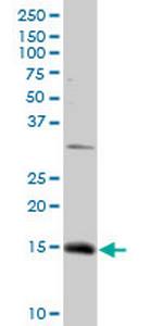 NDUFC2 Antibody in Western Blot (WB)