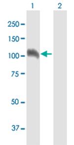 NELL1 Antibody in Western Blot (WB)