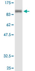 NELL1 Antibody in Western Blot (WB)