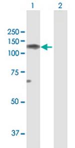 NELL1 Antibody in Western Blot (WB)