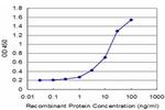 NELL1 Antibody in ELISA (ELISA)