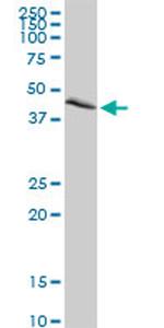 NEK2 Antibody in Western Blot (WB)