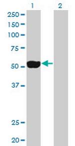 NEK2 Antibody in Western Blot (WB)