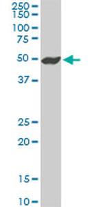 NEK2 Antibody in Western Blot (WB)