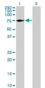 NEK3 Antibody in Western Blot (WB)