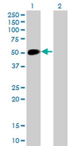 NEUROD1 Antibody in Western Blot (WB)