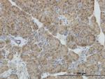 NEUROD1 Antibody in Immunohistochemistry (Paraffin) (IHC (P))