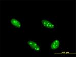 NFIA Antibody in Immunocytochemistry (ICC/IF)