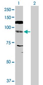 NFATC4 Antibody in Western Blot (WB)