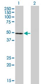 NFE2 Antibody in Western Blot (WB)