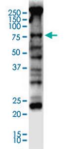 NFE2L2 Antibody in Western Blot (WB)