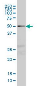 NFIC Antibody in Western Blot (WB)