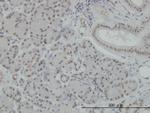 NFKB1 Antibody in Immunohistochemistry (Paraffin) (IHC (P))