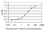 NFYB Antibody in ELISA (ELISA)