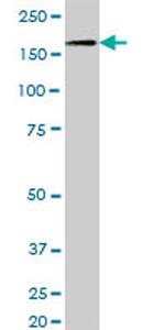 NID1 Antibody in Western Blot (WB)