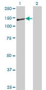 NID1 Antibody in Western Blot (WB)