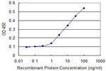 NQO2 Antibody in ELISA (ELISA)