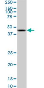 NODAL Antibody in Western Blot (WB)