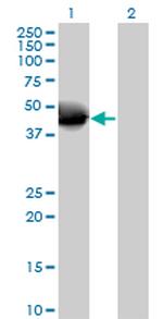 NOV Antibody in Western Blot (WB)